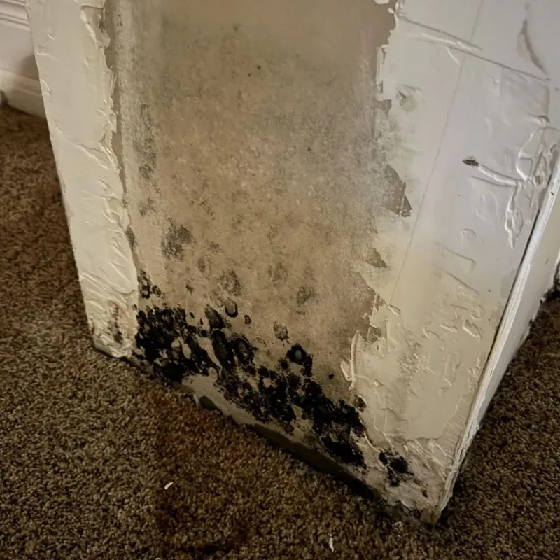 Professional Mold Removal in East Chattanooga, TN